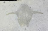 Well Preserved Phyllocarid (Pseudoarctolepis sharpi) - Utah #21535-1